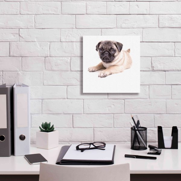 Cute Pug Puppy  by Edward M. Fielding, Giclee Canvas Wall Art on Sale