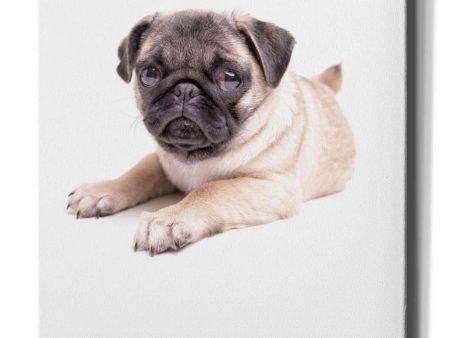 Cute Pug Puppy  by Edward M. Fielding, Giclee Canvas Wall Art on Sale