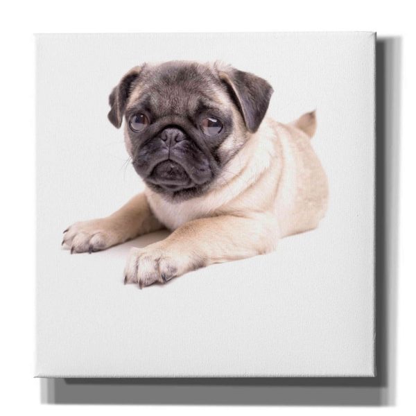 Cute Pug Puppy  by Edward M. Fielding, Giclee Canvas Wall Art on Sale