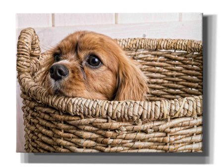 Puppy in a Laundry Basket  by Edward M. Fielding, Giclee Canvas Wall Art Cheap