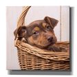 Puppy in a Basket  by Edward M. Fielding, Giclee Canvas Wall Art Online now