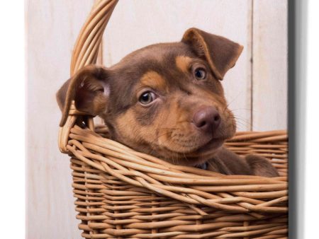 Puppy in a Basket  by Edward M. Fielding, Giclee Canvas Wall Art Online now