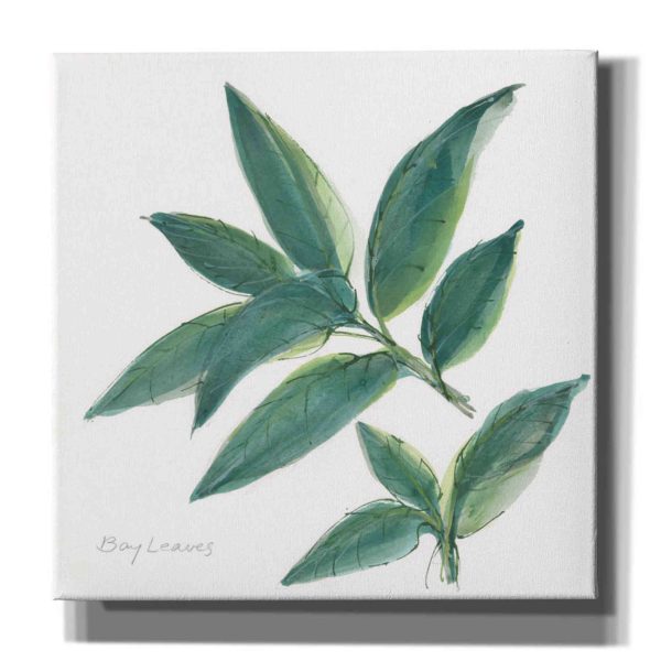 Bay Leaf  by Chris Paschke, Canvas Wall Art Hot on Sale