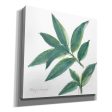 Bay Leaf  by Chris Paschke, Canvas Wall Art Hot on Sale